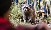 Waschbären wurden ursprünglich für die Pelzindustrie nach Europa gebracht - heute besiedeln sie auch Großstädte, Foto: D. Marschalsky, Lizenz: Naturkundemuseum Potsdam