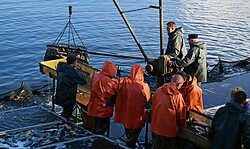 28. Großer Fischzug in Peitz - Traditionelles Abfischen am Hälterteich