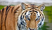 "Landestiger Diego" im FELIDAE, Foto: Fabian Fischer, Lizenz: Felidae Veterinär und Zoo GmbH & Co. KG