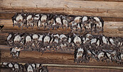 Wochenstube Großes Mausohr, Foto: Dietmar Nill, Lizenz: NaturSchutzFonds Brandenburg