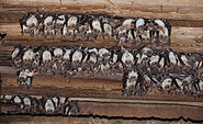 Wochenstube Großes Mausohr, Foto: Dietmar Nill, Lizenz: NaturSchutzFonds Brandenburg