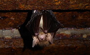 Braunes Langohr, Foto: Anna Futterer, Lizenz: NaturSchutzFonds Brandenburg