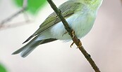 Waldlaubsänger, Foto: Andrey Gulivanov (Unsplash), Lizenz: Andrey Gulivanov (Unsplash)