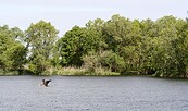 abfliegender Kormoran in Auenlandschaft, Foto: H. May, Lizenz: NABU