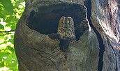 Waldkauz, Foto: SPSG, Lizenz: SPSG