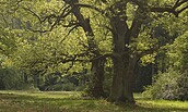 Alte Eichen auf der Pfaueninsel, Foto: Hans Bach, Lizenz: SPSG