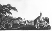 Die Känguruh-Familien. Aus der Königlichen Menagerie auf der Pfaueninsel, Foto: SPSG , Lizenz:  © SPSG