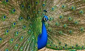 Pfau auf der Pfaueninsel, Foto: Hans Bach, Lizenz: SPSG