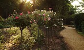 Lennéscher Rosengarten auf der Pfaueninsel, Foto: Hans Bach, Lizenz: SPSG