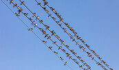 Schwalben in Crinitz, Foto: Ralf Donat, Lizenz: Sielmanns Naturlandschaft Wanninchen