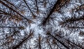 Fichten im Görlsdorfer Wald, Foto: Ralf Donat, Lizenz: Sielmanns Naturlandschaft Wanninchen