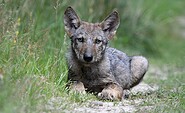 Jungwolf in Döberitzer Heide, Foto: Dr. Hannes Petrischak, Lizenz: Heinz Sielmann Stiftung