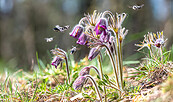 Blühende Wiesen-Küchenschellen, Foto: Tilo Geisel, Lizenz: NSF