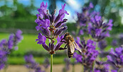 Blühwiese im Park Sanssouci, Foto: Nicole Romberg, Lizenz: SPSG