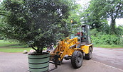 Ausfahren der Orangeriepflanzen, Foto: SPSG, Lizenz: SPSG