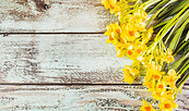 Blumen, Foto: Freepik, Lizenz: Freepik
