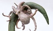 "Oktopus" , Foto: Prapatti Susanne Starke, Lizenz: Prapatti Susanne Starke