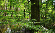 Das Hellmühlenfließ, Foto: Martina Krysmansky, Lizenz: Tourismusverein Naturpark Barnim