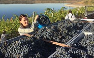 Winzertochter bei der Weinlese, Foto: Cornelia wobar, Lizenz: Cornelia Wobar