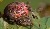 "Die Marmorierte Spinne", Foto: Rainer Wechselberger, Lizenz: Rainer Wechselberger
