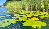 Seerosen am Werbellinsee, Foto: Liane Schlüter