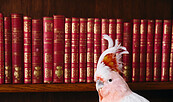 Pudding Nesselrode Pueckler Kochbuch, Foto: Marina Jerkovic, Lizenz: SFPM