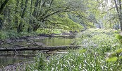 Stepenitz, Foto: M. Zauft, Lizenz: NSF