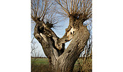 Doppel-Weide, Foto: Frank Pielenz, Lizenz: Fotografie Frank Pielenz
