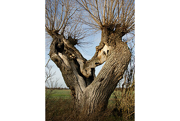 Offene Atelier - Holzmanufaktur Eichwalde