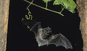 Nopsfledermaus, Foto: D. Nill, Lizenz: NSF