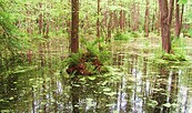 Sumpf, Foto: Bernd Müller, Lizenz: NaturFreunde Oberbarnim e.V.