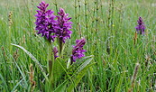 Breitblättriges Knabenkraut, Foto: M. Schrumpf, Lizenz: NSF