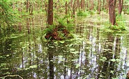 Sumpf, Foto: Bernd Müller, Lizenz: NaturFreunde Oberbarnim e.V.