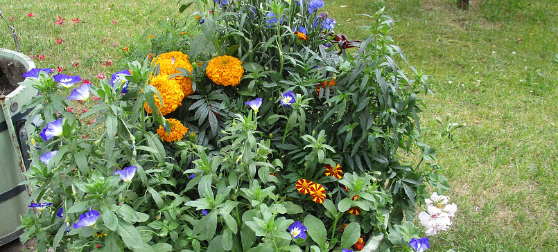 Kreativ in Schloss und Park Rheinsberg: Blumenspiele
