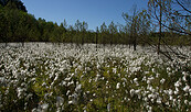 Wollgras im Moor, Foto: Dr. Mario Schrumpf, Lizenz: Naturpark Stechlin-Ruppiner Land