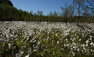 Wollgras im Moor, Foto: Dr. Mario Schrumpf, Lizenz: Naturpark Stechlin-Ruppiner Land