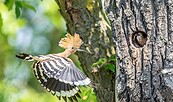 Wiedehopf beim Flug, Foto: Ralf Donat, Lizenz: Sielmanns Naturlandschaft Wanninchen