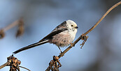 Streng geschützte Schwanzmeise, Foto: Dorren Petrak, Lizenz: Dorren Petrak
