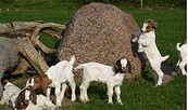 Ziegen, Foto: Lehr- und Versuchsanstalt für Tierzucht und Tierhaltung, Lizenz: Lehr- und Versuchsanstalt für Tierzucht und Tierhaltung