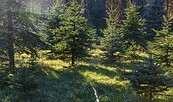 Tannen, Foto: Reginal , Lizenz: pixabay