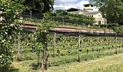 Weinfest im Park, Foto: Villa Jacobs, Lizenz: Villa Jacobs