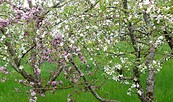 Tannen, Foto: Hans, Lizenz: pixabay