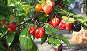 Chilis, Foto: Gabi Sußdorf, Lizenz: Gabi Sußdorf