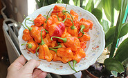 Chilis auf Teller, Foto: Gabi Sußdorf, Lizenz: Gabi Sußdorf