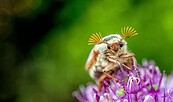 Symbolbild, Foto: Huskyherz , Lizenz: pixabay.com