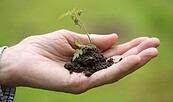 Pflanze, Foto: pixabay.de, Lizenz: pixabay.de