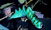 Fluoreszierende Raupe, Foto: Doktor Hannes Petrischak, Lizenz: Sielmanns Naturlandschaft Wanninchen