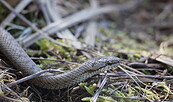 Schlingnatter, Foto: Michael Ahrens, Lizenz: Naturschutzfonds Brandenburg