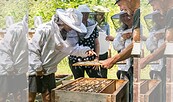 Neues aus Bienenhusen, Foto: Susanne Wernicke, Lizenz: Susanne Wernicke