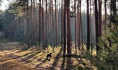 Wald, Foto: (c) Tim Taeger, Lizenz: (c) Tim Taeger